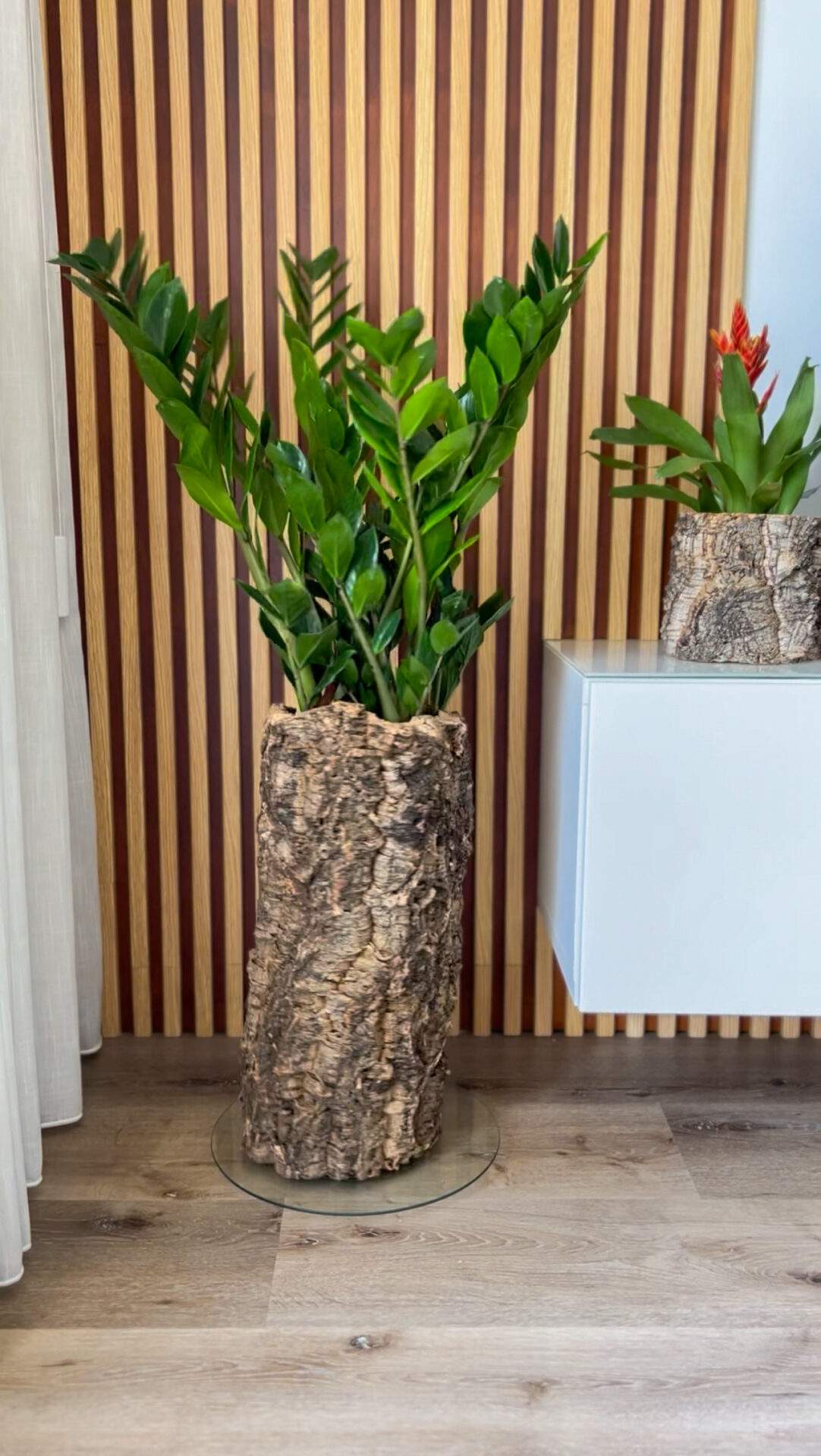 Zamioculca (Planta da Sorte) e vaso de cortiça - 100 cm