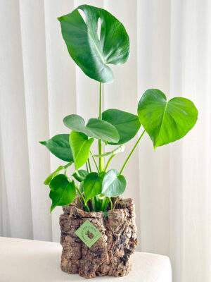 Monstera Deliciosa (Costela de Adão) e vaso de cortiça
