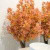 Árvore Acer artificial com tronco natural - Laranja - 1.75 m 4 IMG 3050