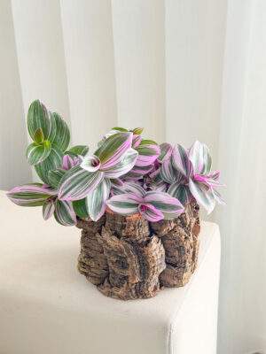 Tradescantia e vaso de cortiça